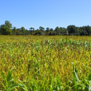 Photo of 251 Acres of Recreational Hunting Land with Lodge For Sale in Hyde County NC!