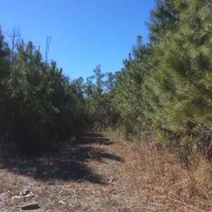 Photo of UNDER CONTRACT!  1.24 Acre Waterfront Lot For Sale on the Bay River in Pamlico County NC!