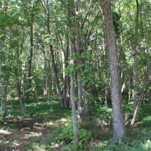Photo of UNDER CONTRACT!  109 Acres of Recreational Hunting Land For Sale in Brunswick County VA!