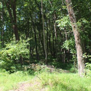 Photo of UNDER CONTRACT!  109 Acres of Recreational Hunting Land For Sale in Brunswick County VA!