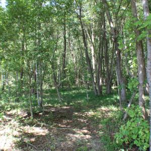 Photo of UNDER CONTRACT!  109 Acres of Recreational Hunting Land For Sale in Brunswick County VA!
