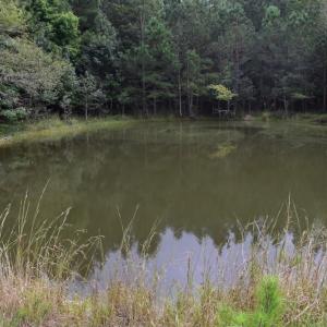 Photo of UNDER CONTRACT!  16 Acres of Hunting Land For Sale in Accomack County VA!