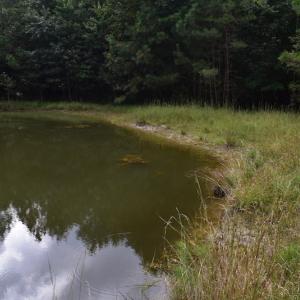 Photo of UNDER CONTRACT!  16 Acres of Hunting Land For Sale in Accomack County VA!