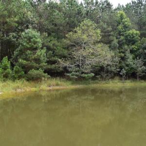 Photo of UNDER CONTRACT!  16 Acres of Hunting Land For Sale in Accomack County VA!