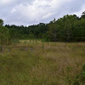 Photo of UNDER CONTRACT!  16 Acres of Hunting Land For Sale in Accomack County VA!