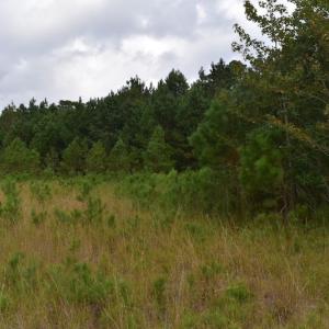 Photo of UNDER CONTRACT!  16 Acres of Hunting Land For Sale in Accomack County VA!