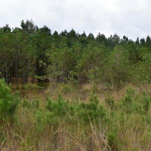 Photo of UNDER CONTRACT!  16 Acres of Hunting Land For Sale in Accomack County VA!
