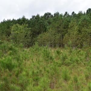 Photo of UNDER CONTRACT!  16 Acres of Hunting Land For Sale in Accomack County VA!
