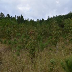 Photo of UNDER CONTRACT!  16 Acres of Hunting Land For Sale in Accomack County VA!