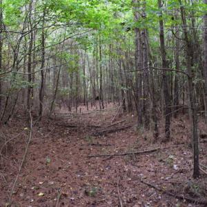 Photo of UNDER CONTRACT!  16 Acres of Hunting Land For Sale in Accomack County VA!