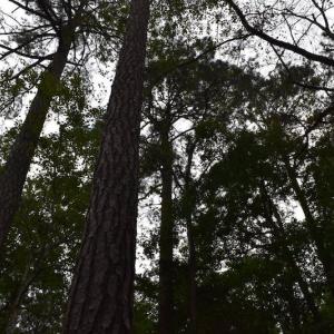 Photo of UNDER CONTRACT!  16 Acres of Hunting Land For Sale in Accomack County VA!
