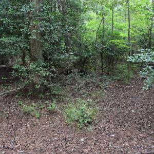 Photo of UNDER CONTRACT!  16 Acres of Hunting Land For Sale in Accomack County VA!