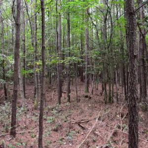 Photo of UNDER CONTRACT!  16 Acres of Hunting Land For Sale in Accomack County VA!