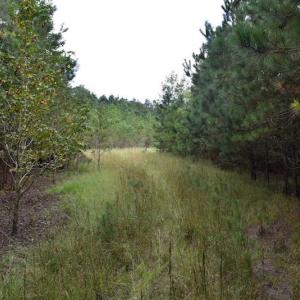 Photo of UNDER CONTRACT!  16 Acres of Hunting Land For Sale in Accomack County VA!