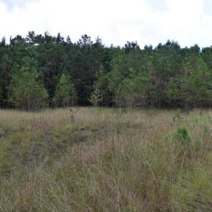 Photo of UNDER CONTRACT!  16 Acres of Hunting Land For Sale in Accomack County VA!