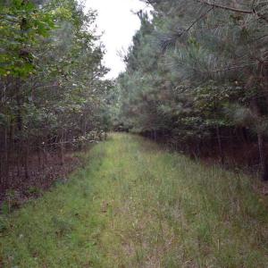 Photo of UNDER CONTRACT!  16 Acres of Hunting Land For Sale in Accomack County VA!