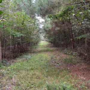 Photo of UNDER CONTRACT!  16 Acres of Hunting Land For Sale in Accomack County VA!