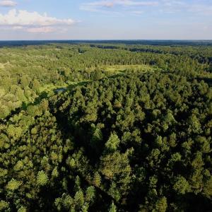 Photo of UNDER CONTRACT!  104 Acres of Timber Land For Sale in Franklin County NC!