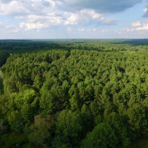 Photo of UNDER CONTRACT!  104 Acres of Timber Land For Sale in Franklin County NC!