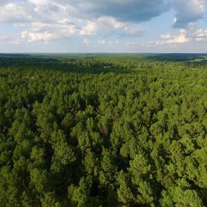 Photo of UNDER CONTRACT!  104 Acres of Timber Land For Sale in Franklin County NC!