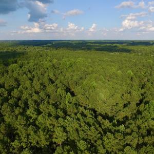 Photo of UNDER CONTRACT!  104 Acres of Timber Land For Sale in Franklin County NC!