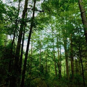 Photo of UNDER CONTRACT!  104 Acres of Timber Land For Sale in Franklin County NC!