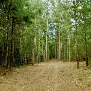 Photo of UNDER CONTRACT!  104 Acres of Timber Land For Sale in Franklin County NC!