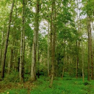 Photo of UNDER CONTRACT!  104 Acres of Timber Land For Sale in Franklin County NC!