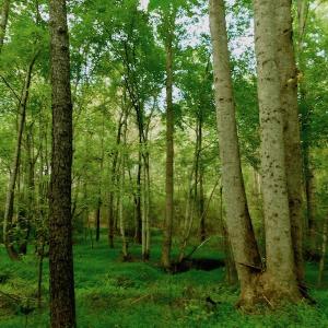 Photo of UNDER CONTRACT!  104 Acres of Timber Land For Sale in Franklin County NC!