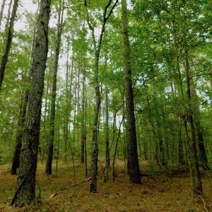 Photo of UNDER CONTRACT!  104 Acres of Timber Land For Sale in Franklin County NC!