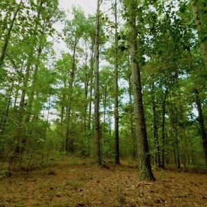 Photo of UNDER CONTRACT!  104 Acres of Timber Land For Sale in Franklin County NC!