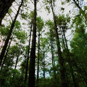 Photo of UNDER CONTRACT!  104 Acres of Timber Land For Sale in Franklin County NC!