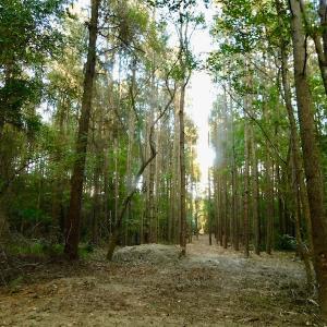 Photo of UNDER CONTRACT!  104 Acres of Timber Land For Sale in Franklin County NC!