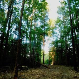 Photo of UNDER CONTRACT!  104 Acres of Timber Land For Sale in Franklin County NC!