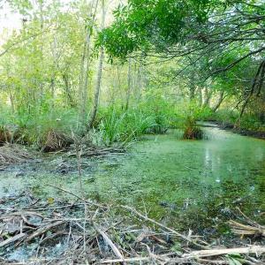 Photo of UNDER CONTRACT!  104 Acres of Timber Land For Sale in Franklin County NC!