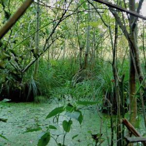 Photo of UNDER CONTRACT!  104 Acres of Timber Land For Sale in Franklin County NC!