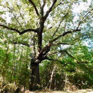 Photo of UNDER CONTRACT!  104 Acres of Timber Land For Sale in Franklin County NC!