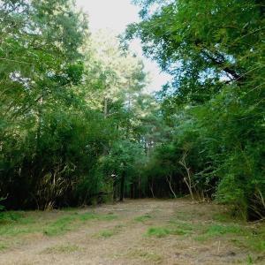 Photo of UNDER CONTRACT!  104 Acres of Timber Land For Sale in Franklin County NC!