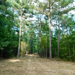 Photo of UNDER CONTRACT!  104 Acres of Timber Land For Sale in Franklin County NC!