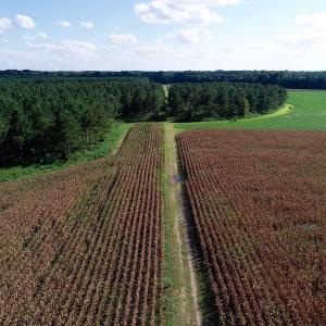 Photo of UNDER CONTRACT!  650 Acres of Farm and Timber Land For Sale in Halifax County NC!