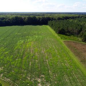 Photo of UNDER CONTRACT!  650 Acres of Farm and Timber Land For Sale in Halifax County NC!