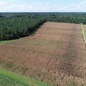 Photo of UNDER CONTRACT!  650 Acres of Farm and Timber Land For Sale in Halifax County NC!