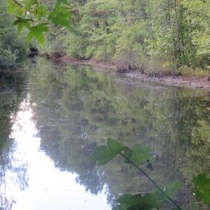 Photo of UNDER CONTRACT!  16 Acres of Hunting and Timber Land For Sale in Columbus County NC!