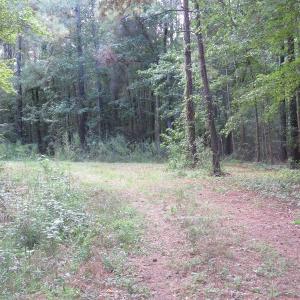 Photo of UNDER CONTRACT!  16 Acres of Hunting and Timber Land For Sale in Columbus County NC!