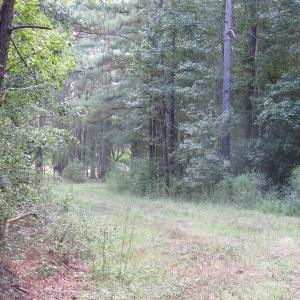 Photo of UNDER CONTRACT!  16 Acres of Hunting and Timber Land For Sale in Columbus County NC!