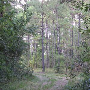 Photo of UNDER CONTRACT!  16 Acres of Hunting and Timber Land For Sale in Columbus County NC!