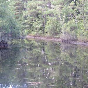 Photo of UNDER CONTRACT!  16 Acres of Hunting and Timber Land For Sale in Columbus County NC!
