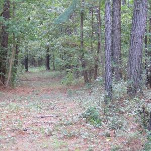 Photo of UNDER CONTRACT!  16 Acres of Hunting and Timber Land For Sale in Columbus County NC!