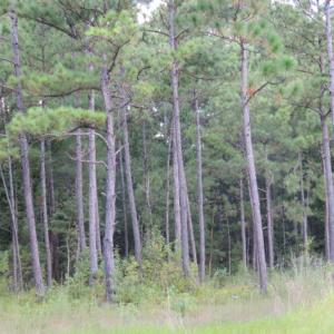 Photo of UNDER CONTRACT!  16 Acres of Hunting and Timber Land For Sale in Columbus County NC!