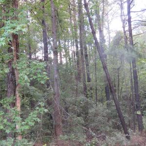 Photo of UNDER CONTRACT!  16 Acres of Hunting and Timber Land For Sale in Columbus County NC!